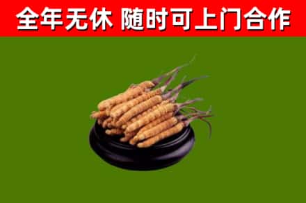 湛江回收冬虫夏草